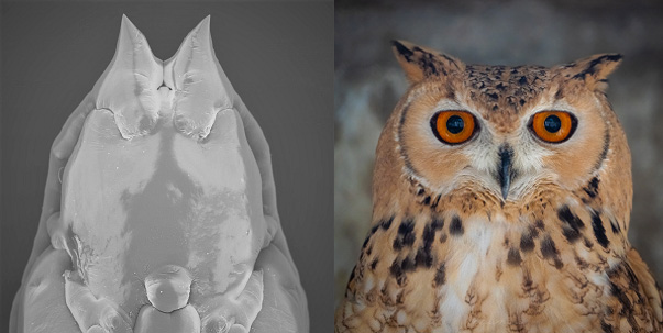On the right: portrait of a Pharaoh eagle-owl, Bubo ascalaphus; on the left: a scan of the pupa of the gall midge, Ruschiola bubonis
