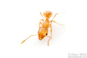 The little fire ant. Photo by Alex Wild