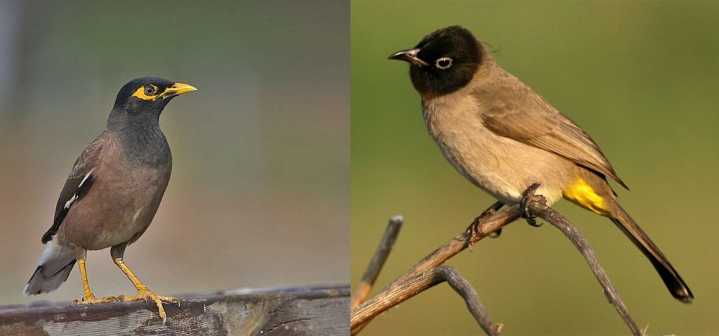 בולבול (צילום: איתן קאופמן) ומיינה (צילום: ברוך אלרט) מי מהן תהיה השנה בין חמשת הציפורים הנפוצות?