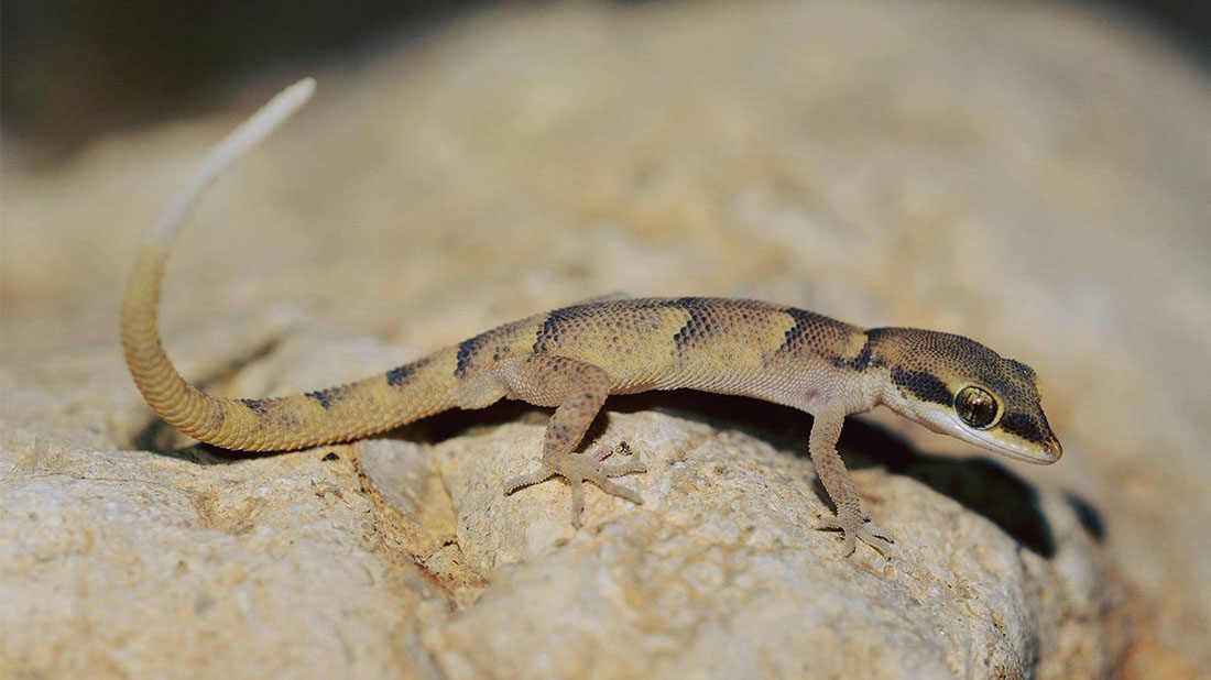 A gecko named after Prof. Emeritus Yoram Yom-Tov. Photo: Daniel Berkowitz
