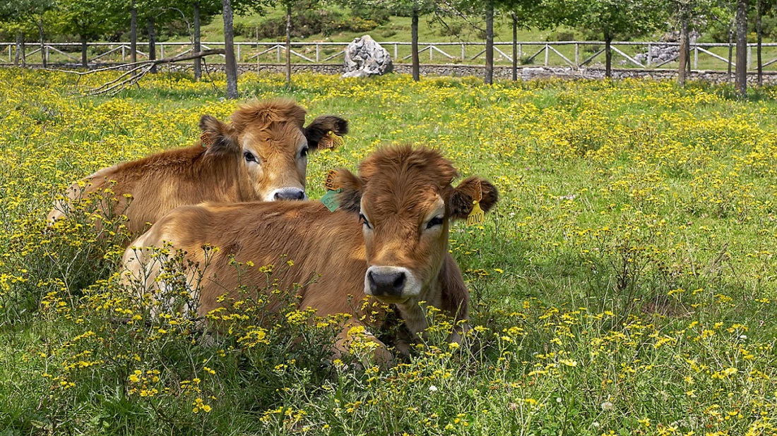 פרות יושבות באחו