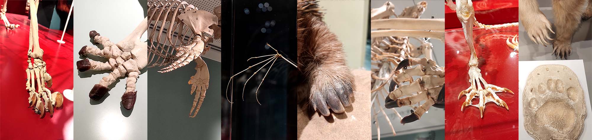 5 אצבעות אצל מינים שונים, מימין לשמאל: דוב חום סורי, נוטרייה, קנגרו אפור מזרחי, קיפוד נמלים, עטלף פרי מצוי, דולפינן מצוי, צב ענק, נמר (פרטים מתוך תערוכות המוזיאון)