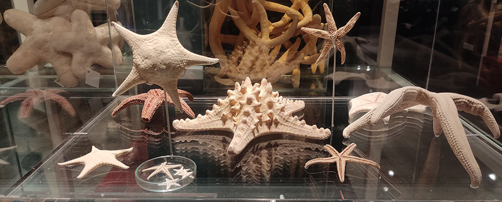 מינים שונים של כוכבי ים, לכולם סימטריה מחומשת (מתוך התערוכה "אוצר האוספים")