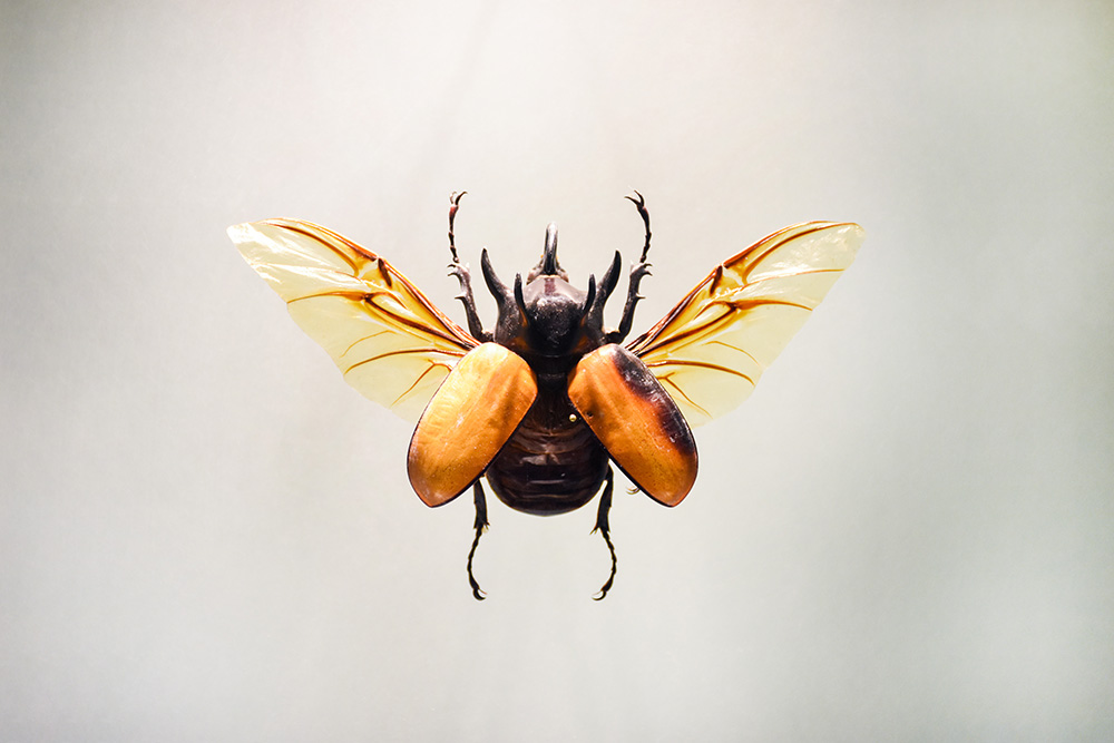 זכר של החיפושית קרנפית תאילנדית. מזהים את חמש הקרניים? (מתוך התערוכה "צורה, מבנה, תפקוד")