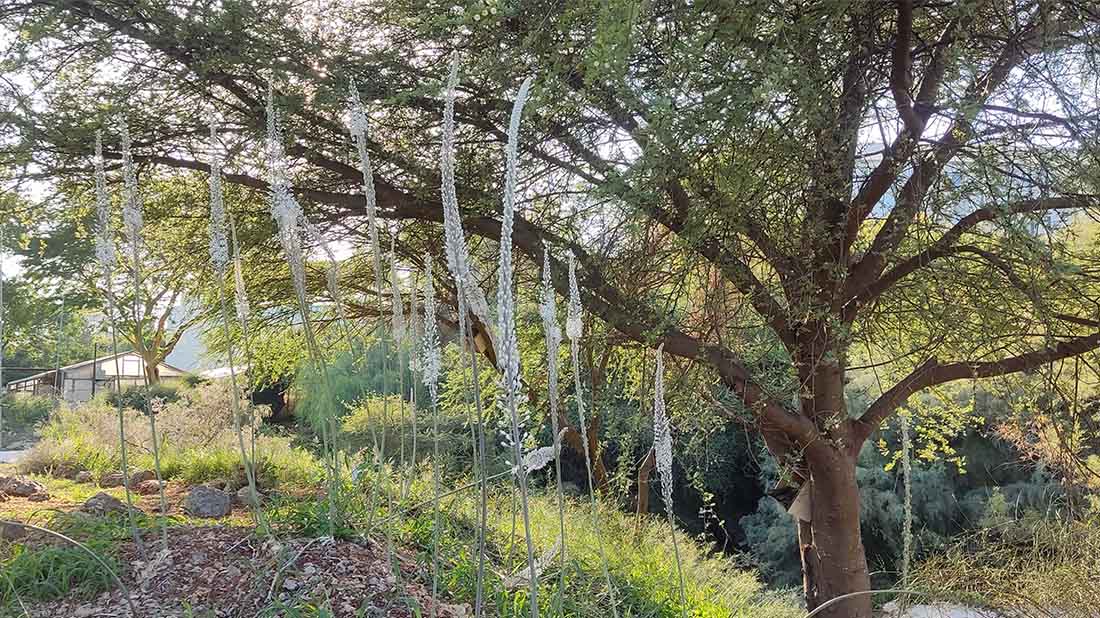 סתיו