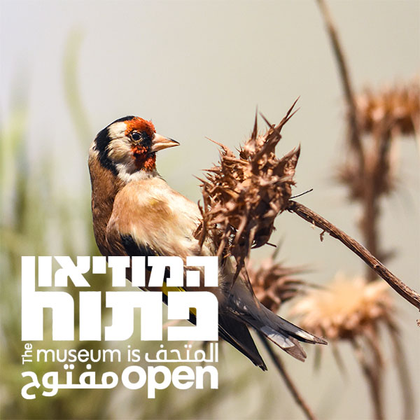 המוזיאון פתוח