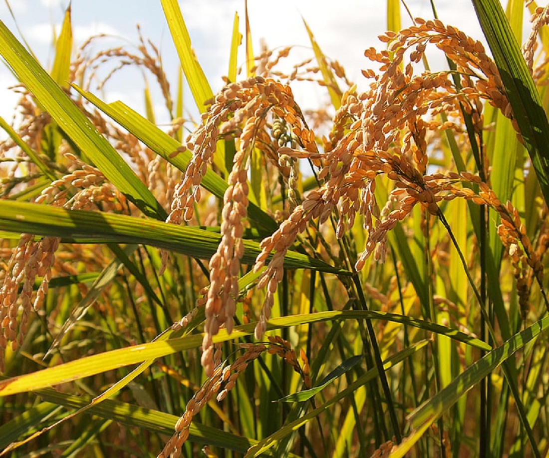 גידול אורז בשדה חקלאי