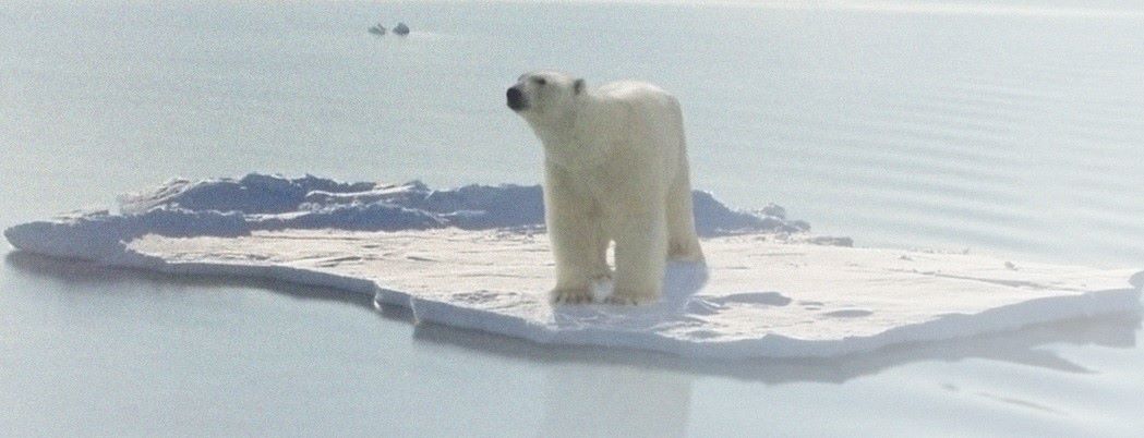 דוב קוטב על קרח ימי. https://www.shutterstock.com/image-photo/polar-bear-walking-on-sea-ice-496962337