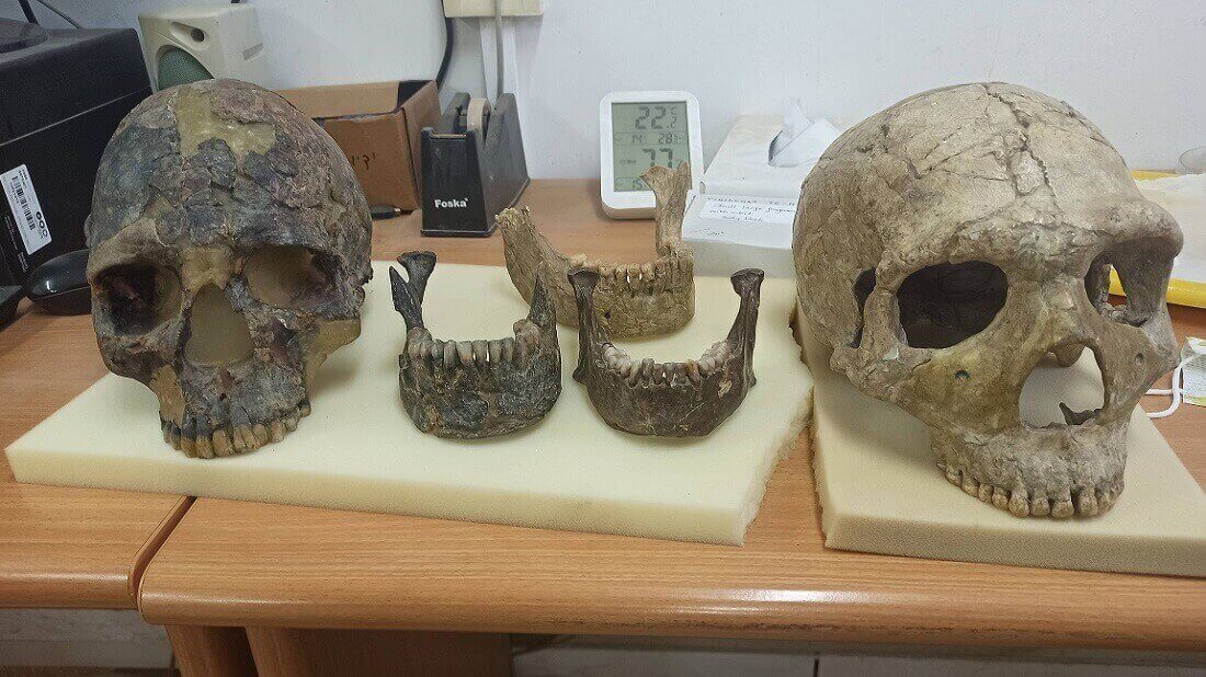 חוקרים שיניים ולסתות עתיקות, צילום: יעל פרוינד-אברהם