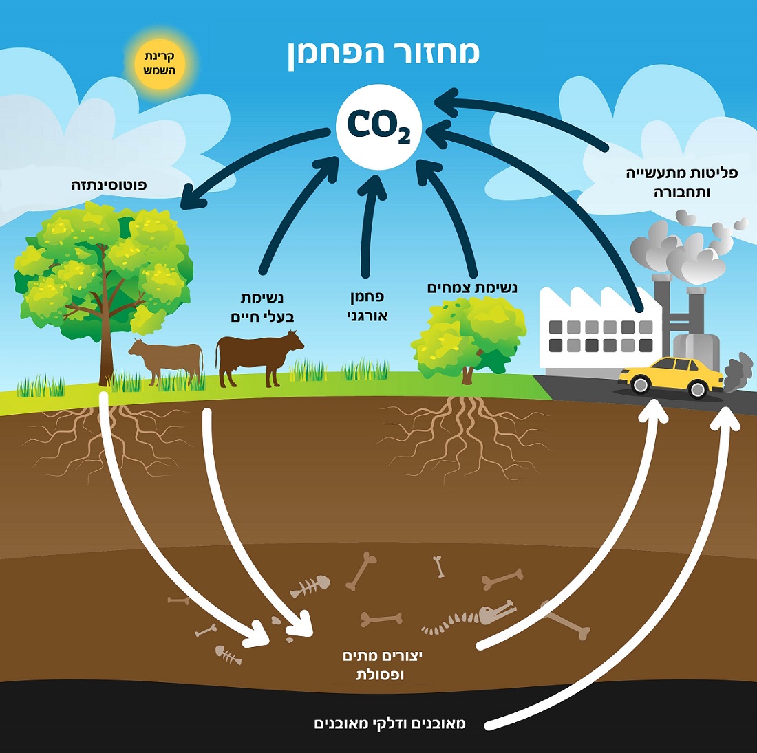 מחזור הפחמן