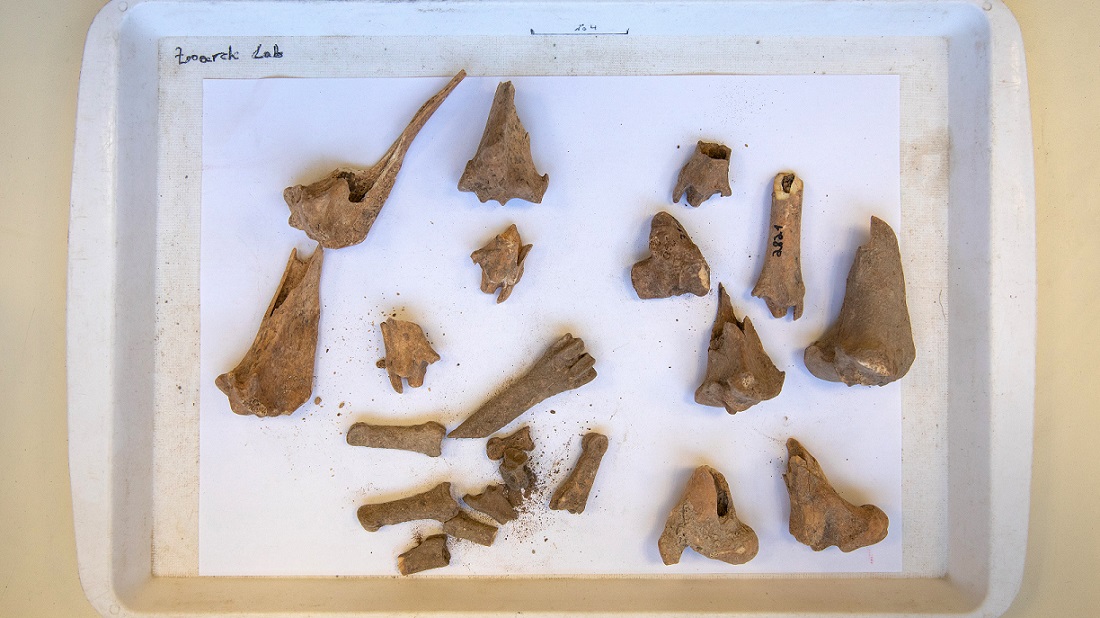 עצמות צבאים ממוצא. צילום: סשה פליט, באדיבות המכון לארכיאולוגיה אוניברסיטת תל אביב