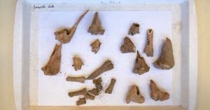 עצמות ארכיאולוגיות של צבאים ממוצא. צילום: סשה פליט, באדיבות המכון לארכיאולוגיה אוניברסיטת תל אביב