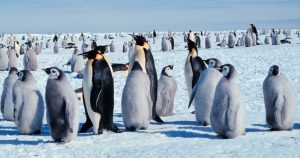 פינגווין קיסרי (Aptenodytes forsteri). שינוי האקלים מנבא עלייה מהירה בקצב ירידת אוכלוסיית הפינגווינים באנטרקטיקה בשל ירידה בהיקף הקרח באזור. Public Domain, Michael Van Woert, NOAA NESDIS, ORA