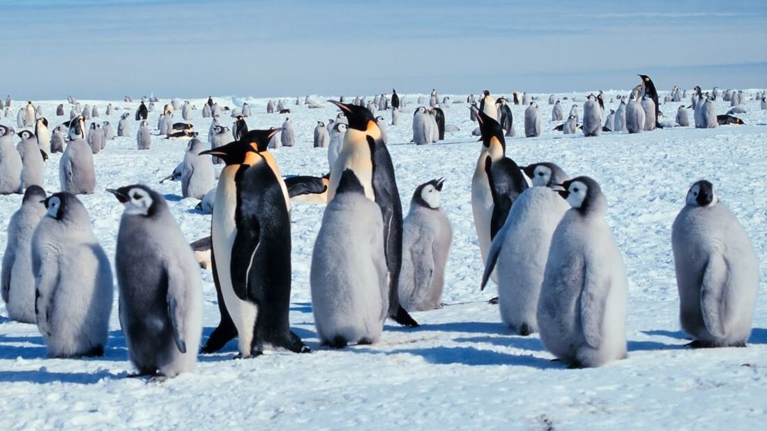 פינגווין קיסרי (Aptenodytes forsteri). שינוי האקלים מנבא עלייה מהירה בקצב ירידת אוכלוסיית הפינגווינים באנטרקטיקה בשל ירידה בהיקף הקרח באזור. Public Domain, Michael Van Woert, NOAA NESDIS, ORA