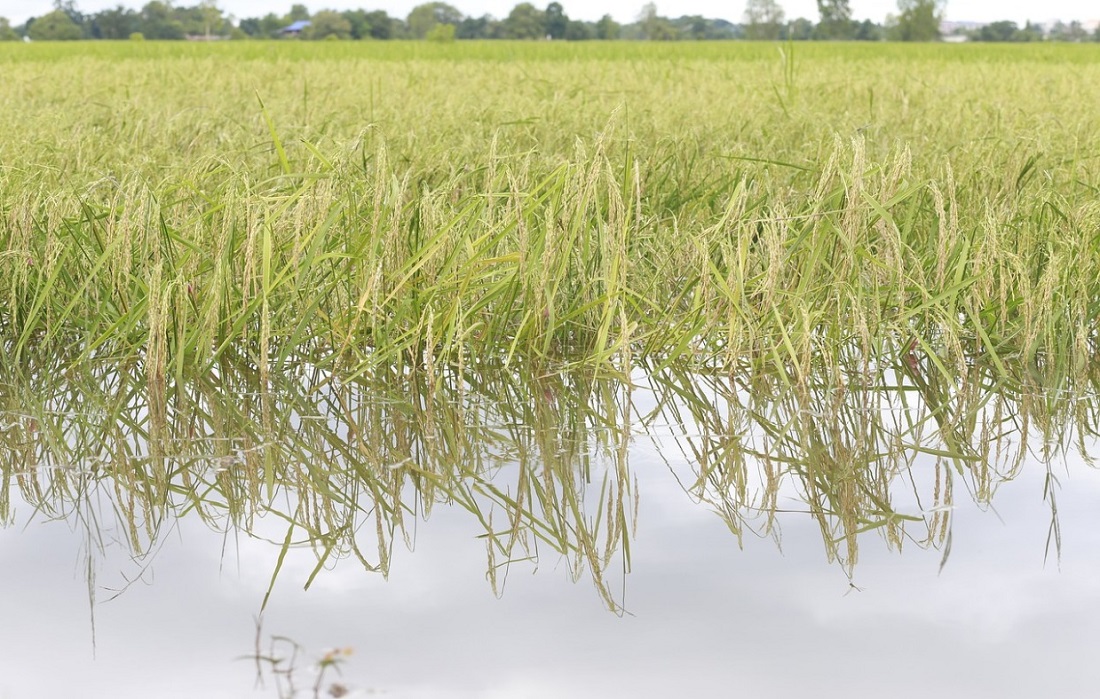 שדה אורז מוצף