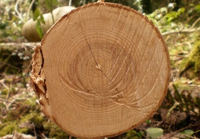 טבעות שנתיות בחתך רוחב בגזע עץ. קרדיט לצילום: Flickr Creative Commons user Amanda Tromley (https://climate.nasa.gov/news/2540/tree-rings-provide-snapshots-of-earths-past-climate/)