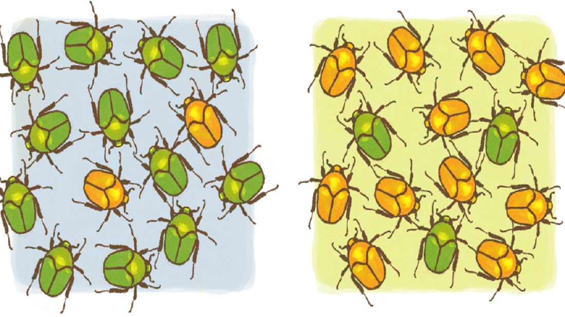 שונות בין פרטים באוכלוסיית חיפושיות
