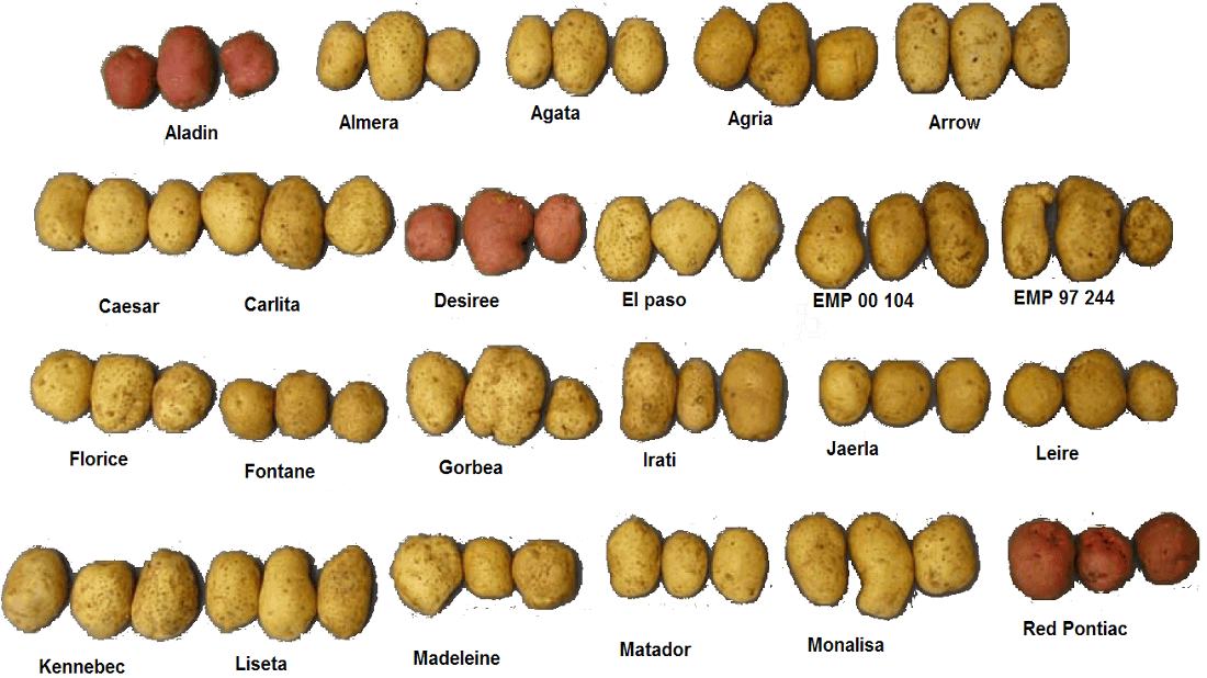 מגוון זנים של תפוחי אדמה. FCA00000., CC BY-SA 3.0 , via Wikimedia Commons