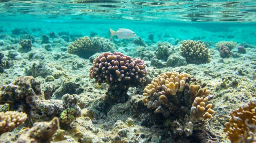 White Coral. Dead Coral.
