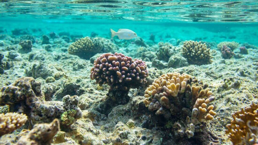 coral-reef-1-1