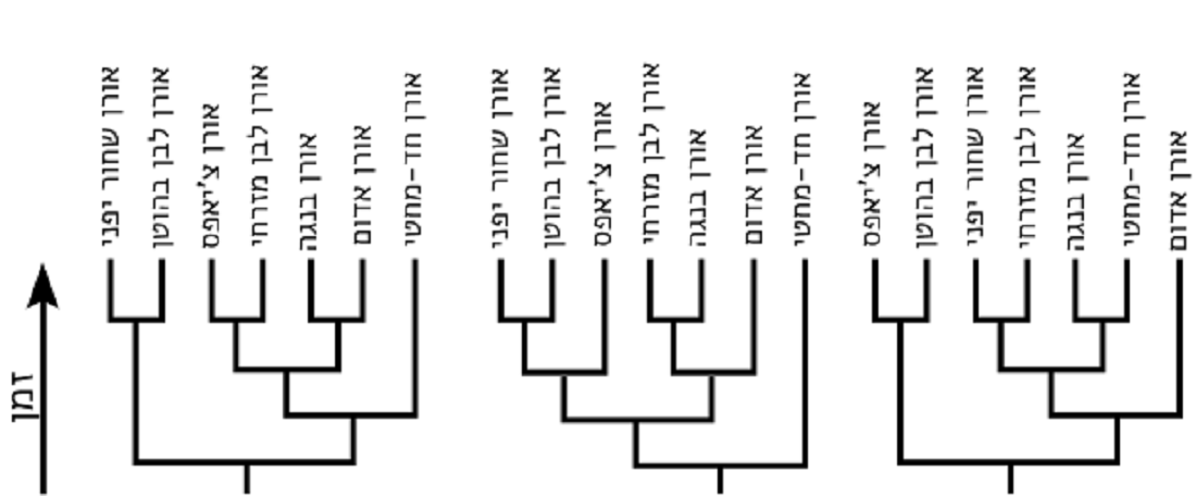 שלושה מתוך מאות עצים אפשריים לתיאור היחסים האבולוציוניים בין שבעה מיני אורנים 