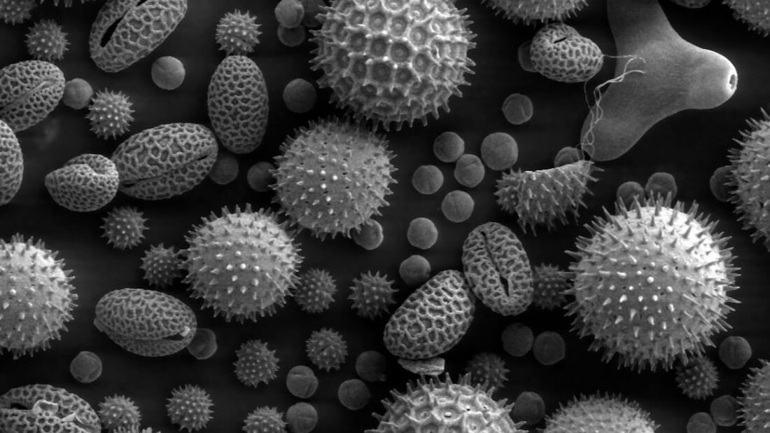גרגרי אבקה שנוצרו על ידי מינים שונים של צמחים. התמונה מוגדלת פי 500 (צולמה במיקרוסקופ אלקטרונים סורק). קרדיט לצילום: Dartmouth College Electron Microscope Facility (https://commons.wikimedia.org/wiki/File:Misc_pollen.jpg)