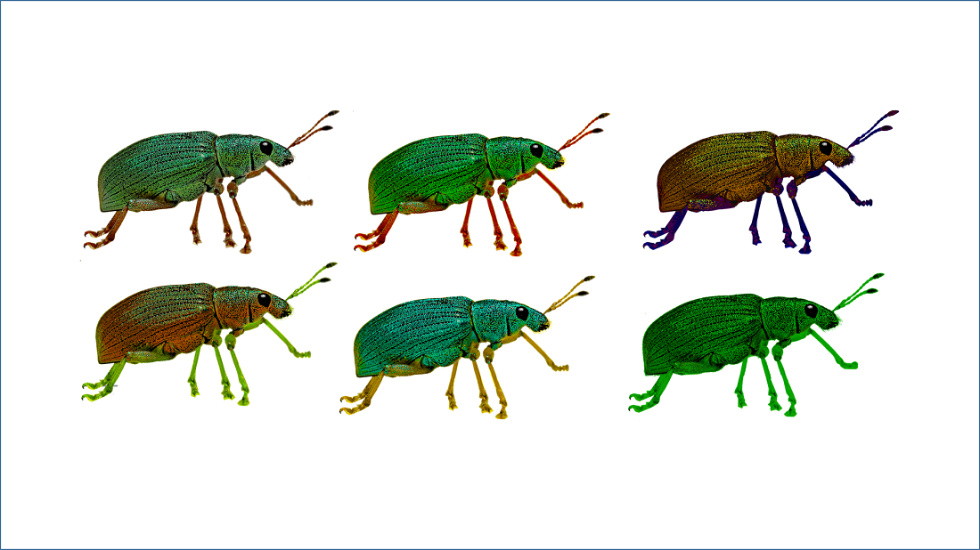 מגוון חיפושיות
