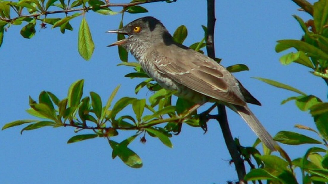 סבכי ניצי. מאת photo taken by Artur Mikołajewski - נוצר על־ידי מעלה היצירה, CC BY-SA 3.0, https://commons.wikimedia.org/w/index.php?curid=196819