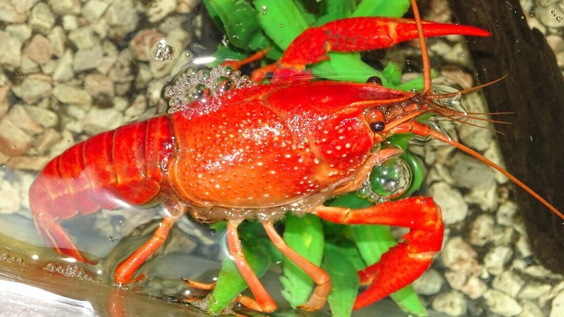 סרטן הנחלים בנחל בצת. מקור: https://pixabay.com/photos/cancer-nature-macro-crayfish-river-2818772/