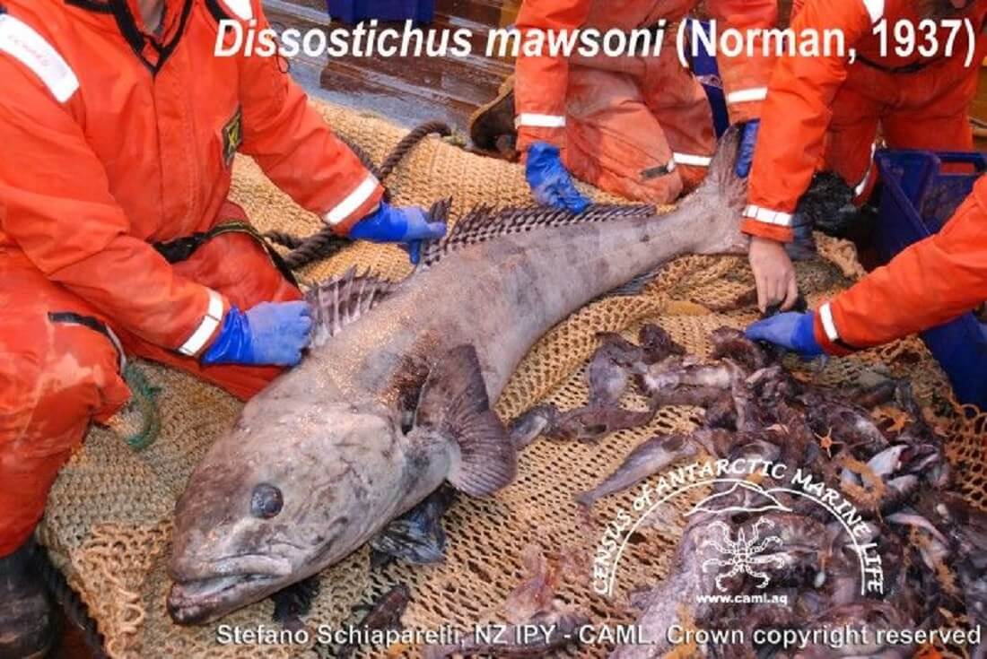 דג השן האנטארקטי (Dissostichus mawsoni). מקור: Census of Antarctic Marine Life. צילום: Stefano Schiaparelli, NZ IPY – CAML