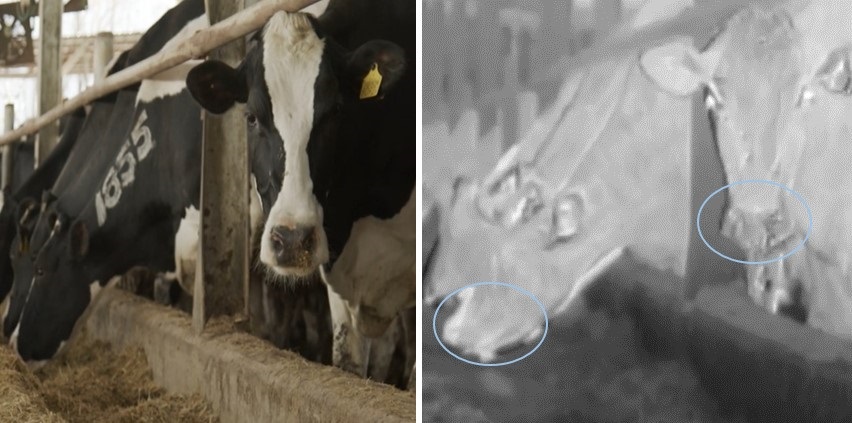 משמאל, פרות ברפת, כפי שצולמו במצלמה רגילה. מימין, פרות שצולמו במצלמה הקולטת מתאן. שימו לב לכמות הגדולה של מתאן שמשתחררת מנחירי הפרות