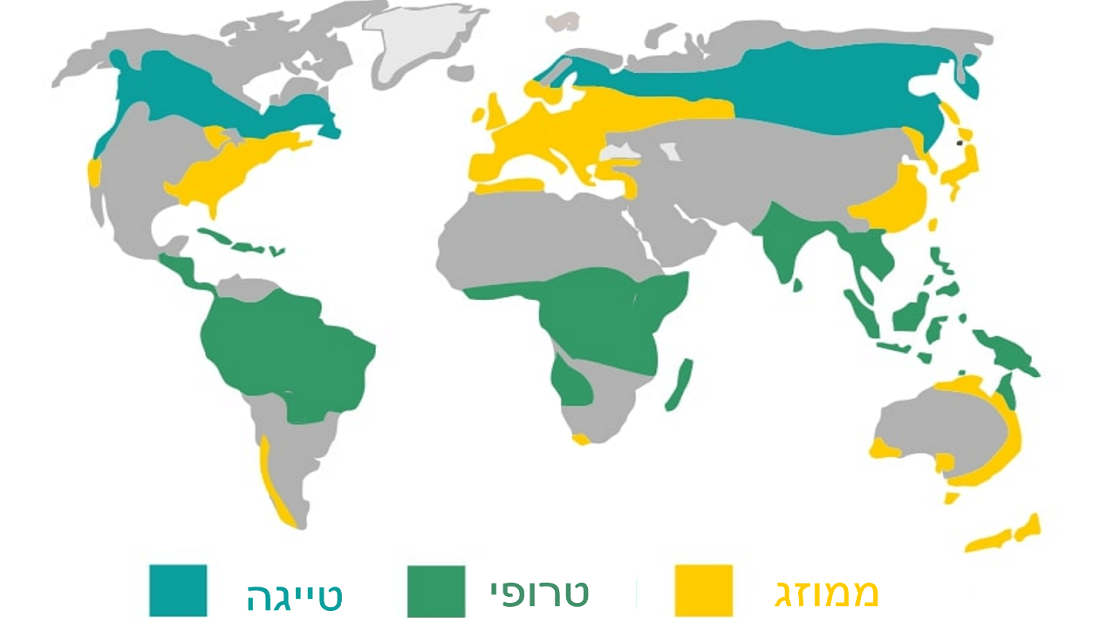 חשיבות היערות בלכידה וקיבוע של פחמן האטמוספרה | מוזיאון הטבע