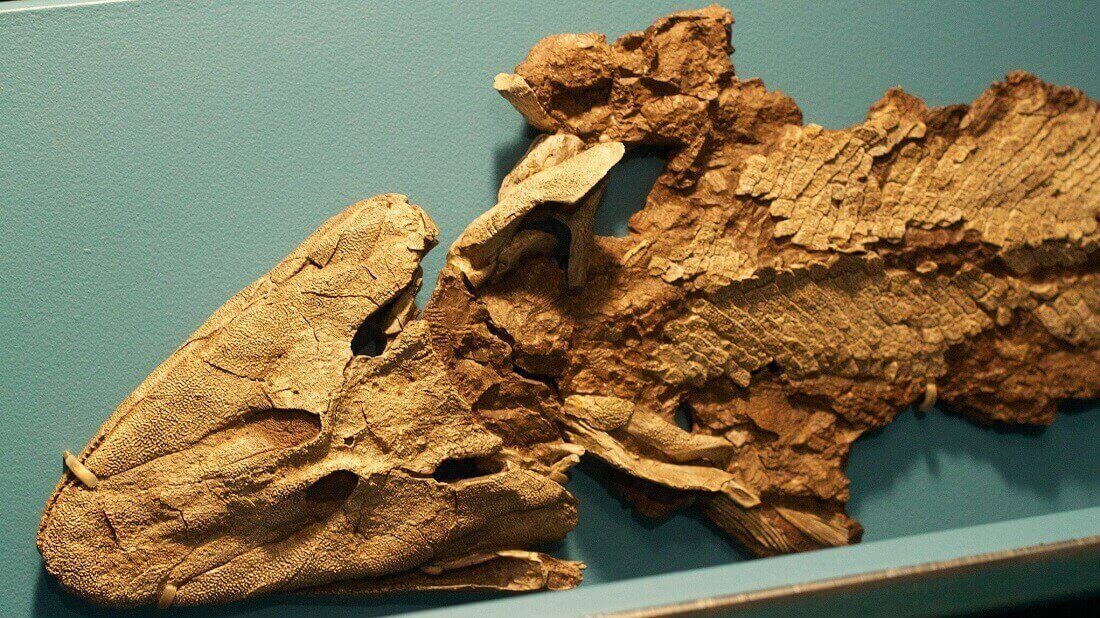 הדג הקדום Tiktaalik: סוג של מאובן מעבר בין הדגים הקדומים ובין חולייתני היבשה הראשונים. Matt Mechtley from Tempe, Arizona, USA, CC BY-SA 2.0 , via Wikimedia Commons