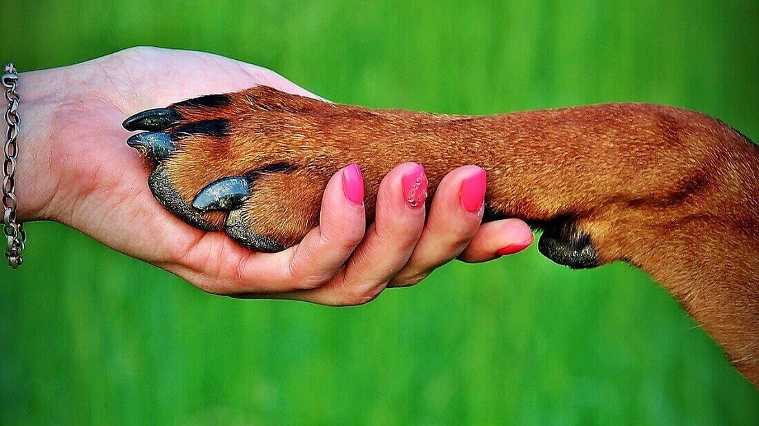 שימו לב לאצבע החמישית, שנמצאת בחלק האחורי של הרגל. https://pixabay.com/photos/with-his-feet-friendship-paw-dog-1182642/
