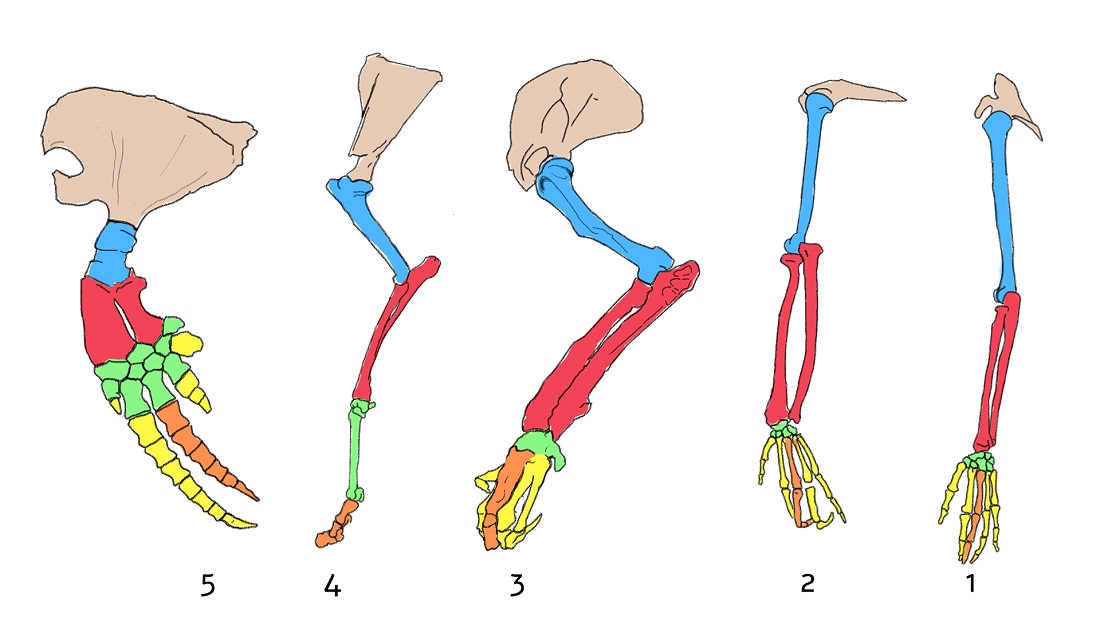 אנטומיה משווה של זרועות: 1. זרוע אדם; 2. זרוע שימפנזה; 3. רגל של דוב נמלים; 4. רגל של צבי; 5. סנפיר של לווייתן 