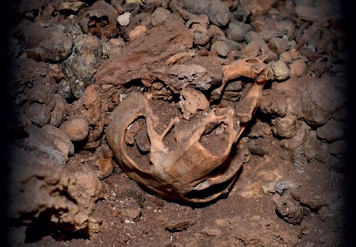 עצמות חולדת הרעמה כפי שהתגלו בשטח, צילום: החוקר ד''ר איגנסיו לזגבסטר