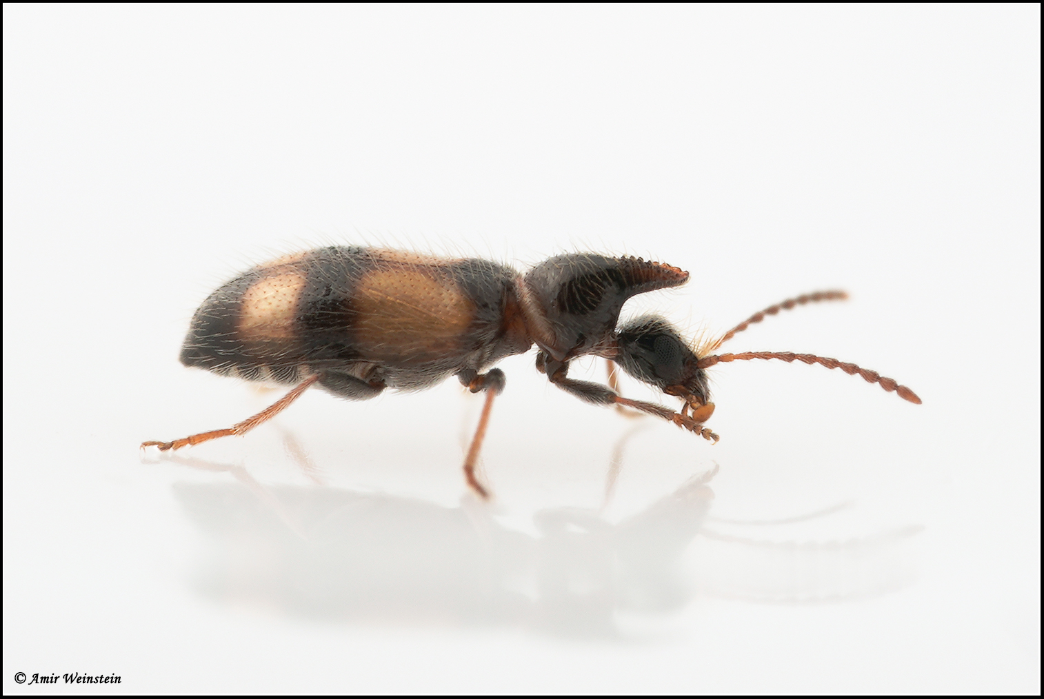 מתנמלת. שמה העברי של חיפושית המתחזה לנמלים וחיה במחיצתן. צילום: עמיר וינשטיין