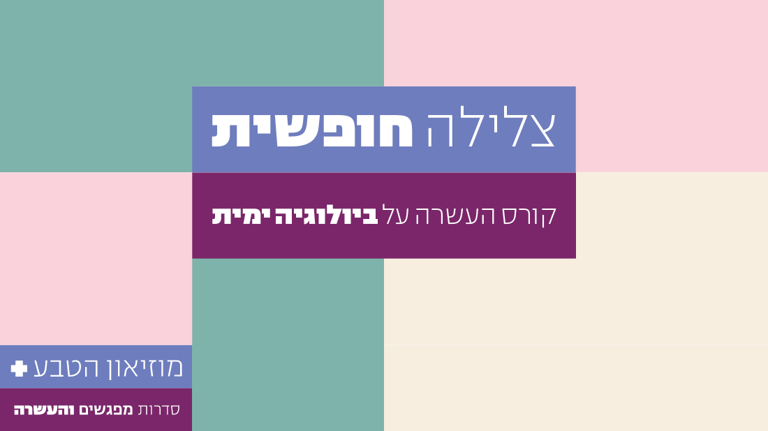 צלילה חופשית - קורס העשרה על ביולוגיה ימית