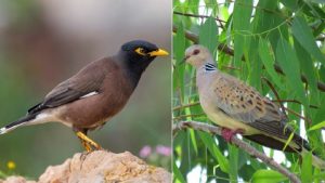 תור מצוי (מימין). צילום: אבנר רינות, החברה להגנת הטבע; מיינה מצויה (משמאל). צילום: משה כהן