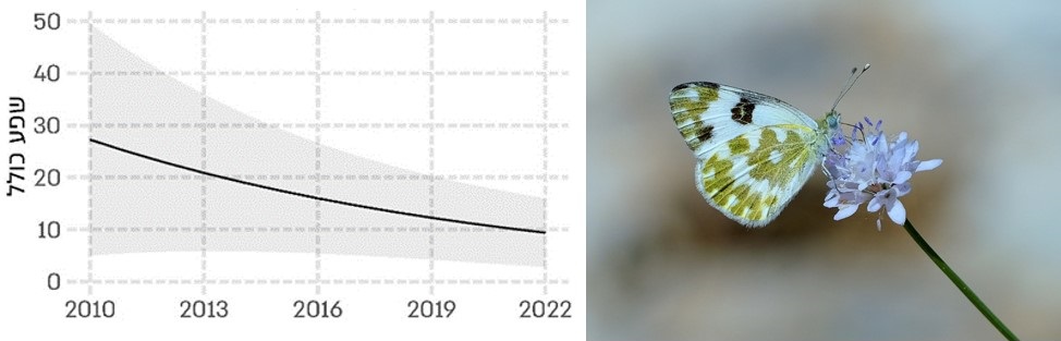 לבנין הרִכפָּה. צילום: משה לאודון (בתמונה מימין); בין השנים 2010–2022 נצפתה ירידה בשפע הכולל של מין פרפר זה (פרפרים לשנה במסלול ניטור)(באיור משמאל). מתוך: דו"ח מצב הטבע 2023– כרך המגוון הביולוגי.