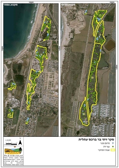 מפת אזור הסקר הבוטני והגנטי של זיתי הבר ברכסי הכורכר של עתלית (צפון ודרום). מכון דש"א