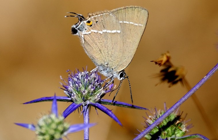 שעיר השקד. אחד ממיני פרפרי יום שבישראל נצפה רק בחרמון. צילום: משה לאודון