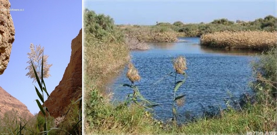 נופי קנה מצוי בישראל. תמונה ימנית- צילום: עמית מנדלסון; תמונה שמאלית- צילום: ניר אוהד. לקוח מתוך אתר "צמח השדה"