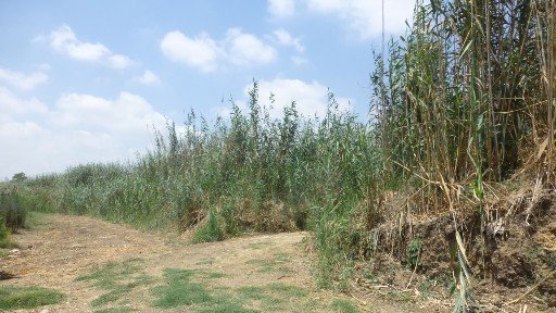 חישות קנים סמוכות לשדה חקלאי. צילום: צוות מכון דש"א