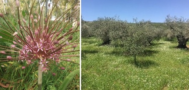 מימין- כרם זיתים בעמק חירם (גליל עליון). צילום: בר שמש; משמאל- שום הגלגל, מין מלווה חקלאות מסורתית בקרקעות עמוקות, שאוכלוסיותיו הולכות ומצטמצמות. צילום: מרב לבל וין