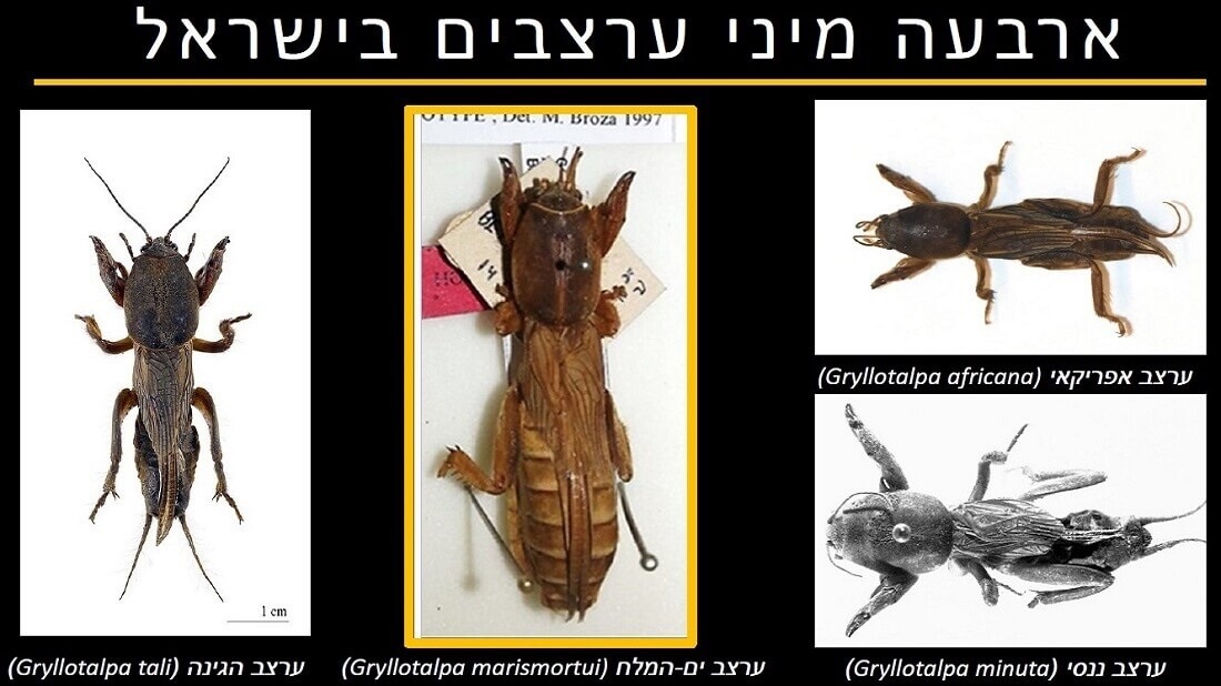 ארבעה מיני ערצבים בישראל. מתוך: מצגת ערצב ים המלח (אסף בן דוד, הוועידה השנתית ה-52 למדע ולסביבה)