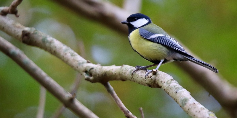 compressed_nennieinszweidrei-great-tit-9170804_1920 (1)