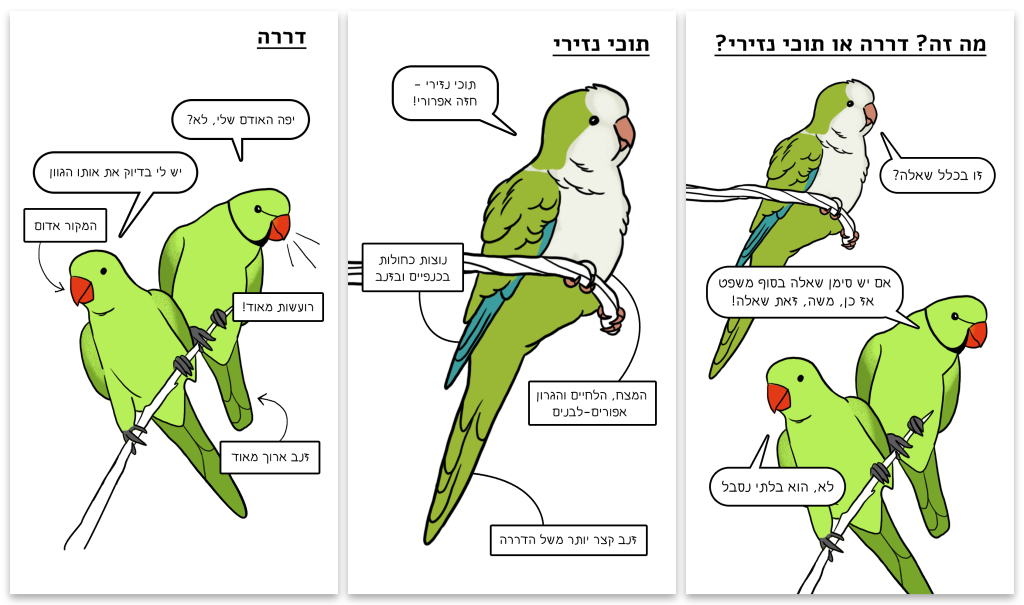 מה זה דררה או תוכי נזירי ?