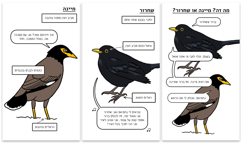 מה זה ? מיינה או שחרור ?