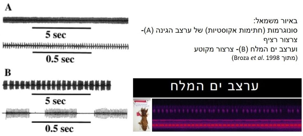 ערצב ים המלח וערצב הגינה נבדלים זה מזה בחתימה האקוסטית (סונוגרמה) האופיינית של קול צרצורם.